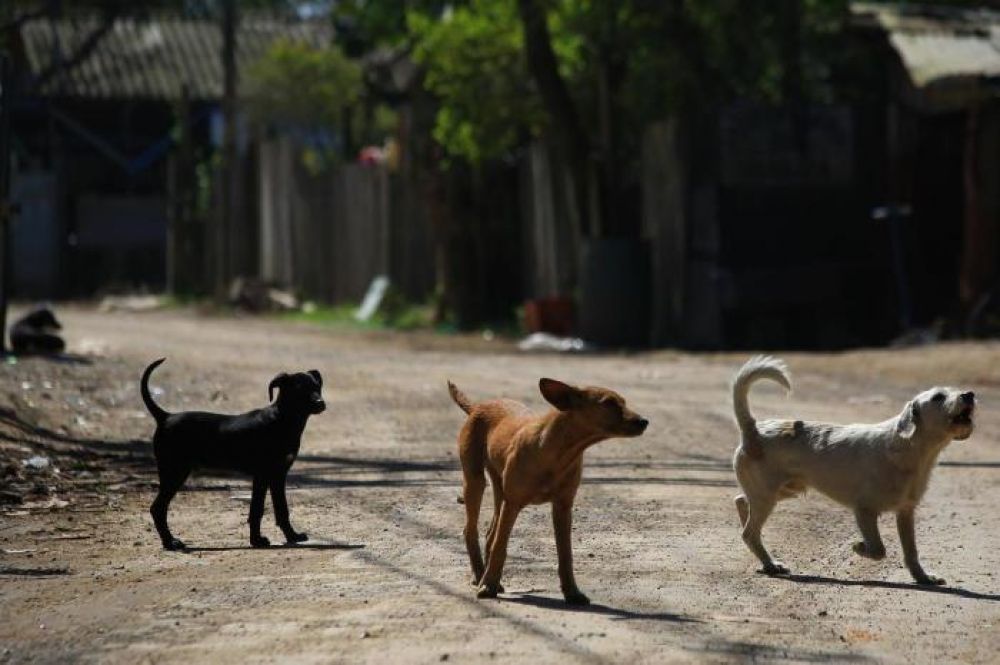 Sem os donos e com fome, animais acabam revirando lixo em busca de comida