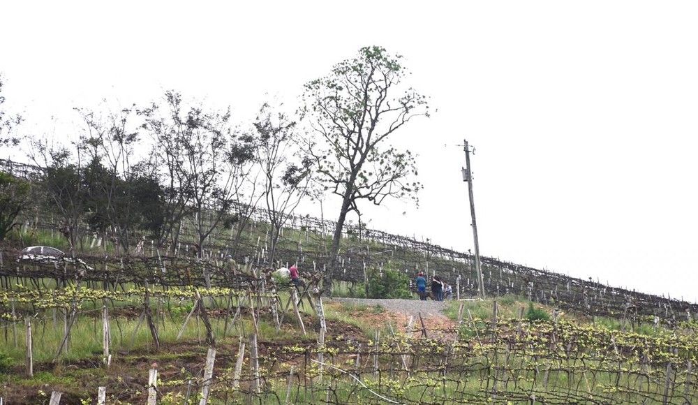 Crime aconteceu na Linha Pederneira Alta, em uma propriedade rural. &mdash; Foto: Marlove Perin/Arquivo pessoal