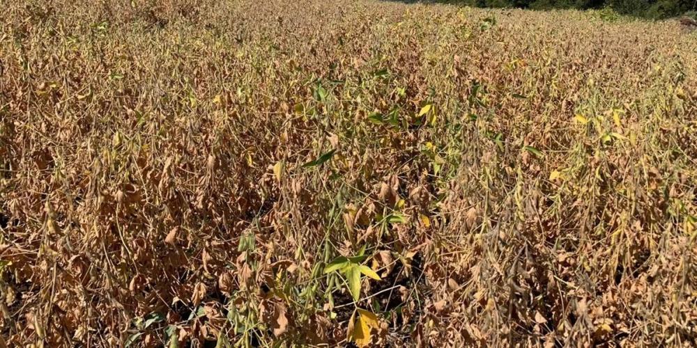 Áreas semeadas na região das Missões são as mais atingidas por enquanto | Foto: Fecoagro / Divulagação