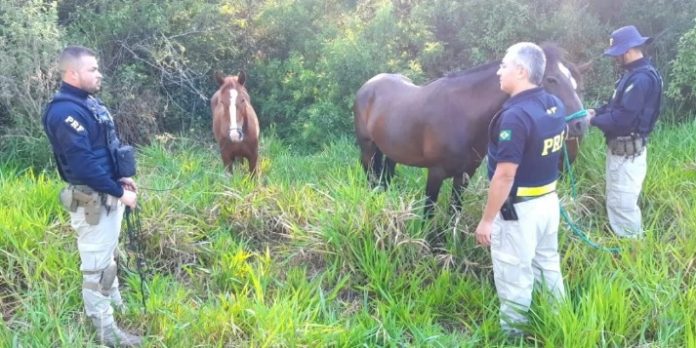 Moradora assinou um termo circunstanciado pelo crime de descuido da guarda de animais | Foto: PRF / Divulgação / CP