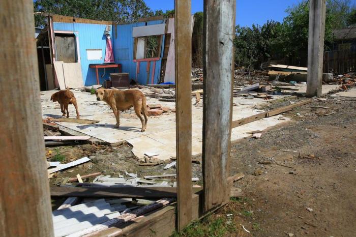Animais buscam abrigo em casas que ainda não foram completamente demolidas Tadeu Vilani / Agencia RBS