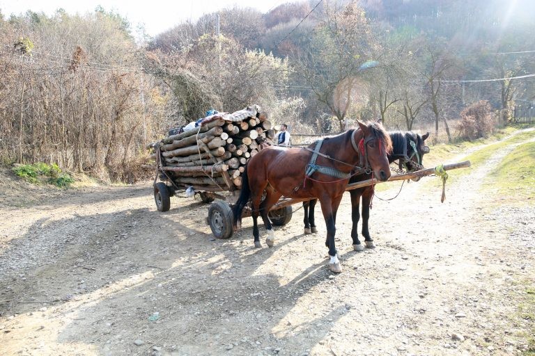 Texto pune com prisão de até quatro anos quem usa animal para puxar carga - (Foto: Depositphotos)