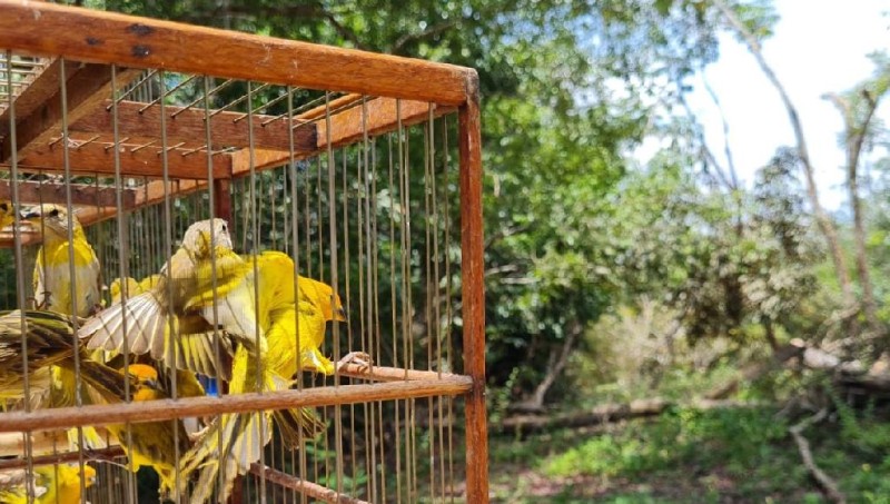 Soltura de pássaros feita pela Sema-MT - Foto por: Sema