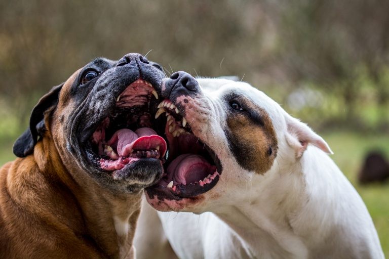 Deputados querem impedir o aluguel de cães de guarda - (Foto: Depositphotos)