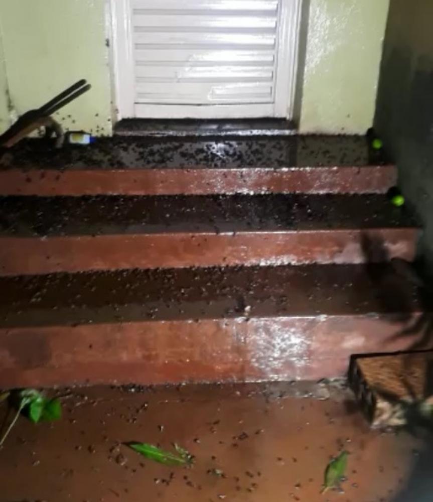 Idosa de 88 anos foi atacada por enxame de abelhas em Santa Rosa — Foto: Corpo de Bombeiros de Santa Rosa / Divulgação