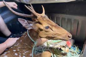 Animal será observado em Porto Alegre Gabriel Pires / DICOM - Prefeitura de Guaíba