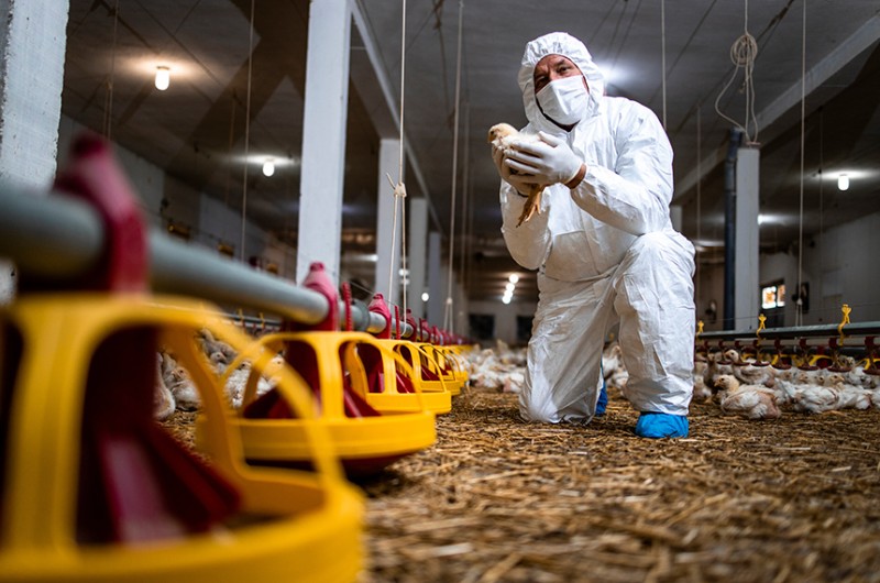 Foram confirmados pela OMS casos de contaminação no Camboja esta semana - AdobeStock