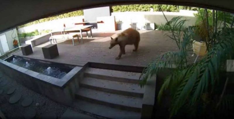 Ação foi gravada pelas câmeras de segurança da casa - (Foto: Reprodução: YouTube)