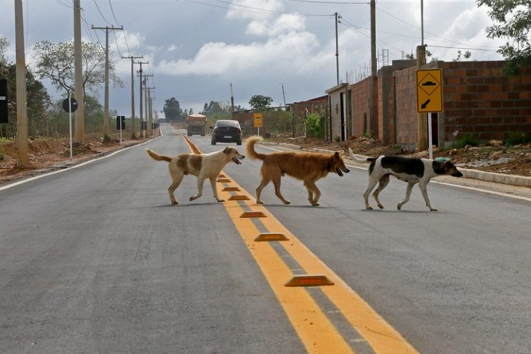 Pelo texto, mesmo quem não for responsável pelo acidente tem a obrigação de socorrer - (Foto: Camila Souza/GOVBA)