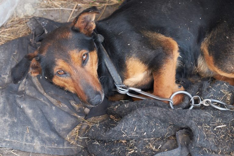 Autor da proposta destaca o aumento significativo de denúncias de maus-tratos a animais - (Foto: Depositphotos)