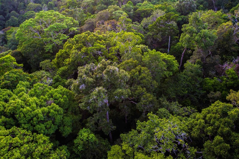 Foto: Reprodução/Secom Amazonas