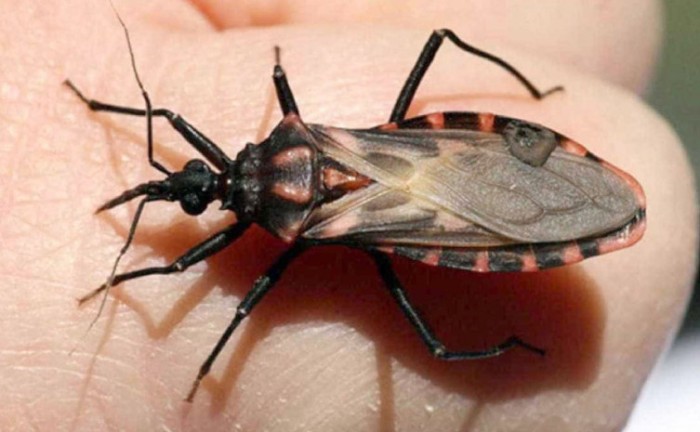 Tocantins tem identificado triatomíneos contaminados com o protozoário da Doença de Chagas em quase todos os municípios - Foto: SES/Governo do Tocantins