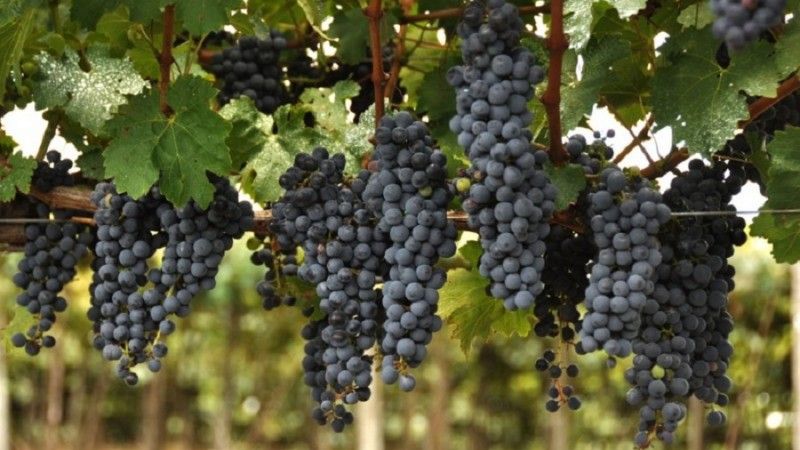 Entidades do setor vitivinícola gaúcho participaram de quatro reuniões para discutir mudanças na Lei do Vinho - Foto: Fernando Dias/Ascom Seapdr