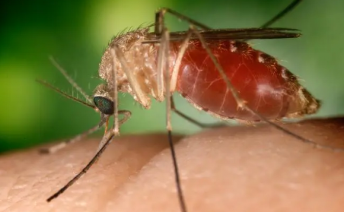 Saúde confirma primeiro caso de febre do Nilo, no Tocantins - Foto: Divulgação