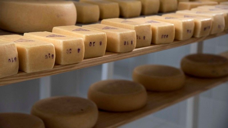 Há 123 produtores de queijo artesanal serrano nos Campos de Cima da Serra que já solicitaram acesso ao Peaf - Foto: Divulgação Seapdr
