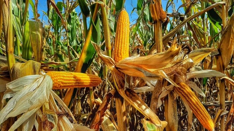 Programa fomenta aquisição de sementes e cultivo de milho (foto) e sorgo para produção de silagem, grão ou alimentação humana - Foto: Fernando Dias/Ascom Seapdr