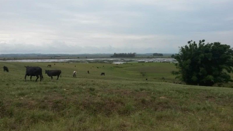 Rio Grande do Sul é o único Estado onde há o bioma Pampa - Foto: Diego Pereira / Sema / Divulgação