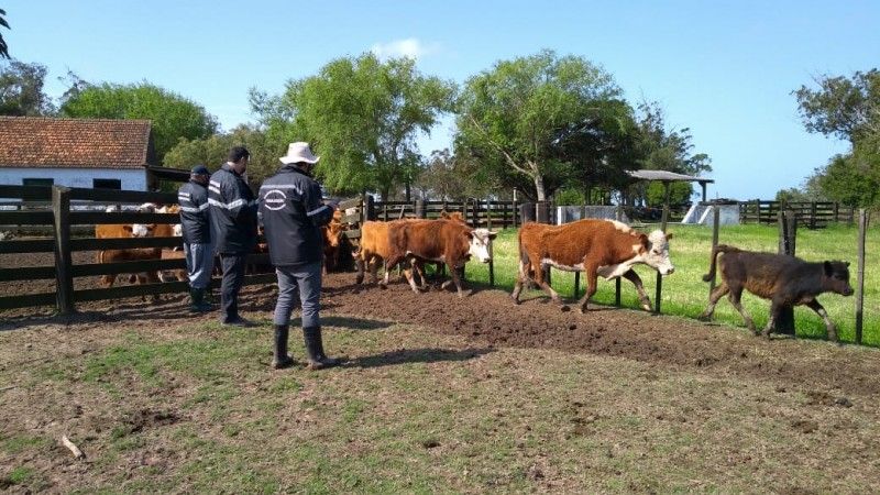 Entre julho e dezembro de 2020, cerca de 22 mil bovinos foram vistoriados pelas equipes do Sentinela - Foto: Divulgação Seapdr / Arquivo