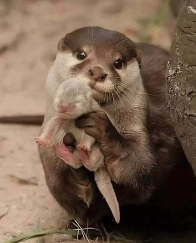 Lontra com filhote – Foto: Internet