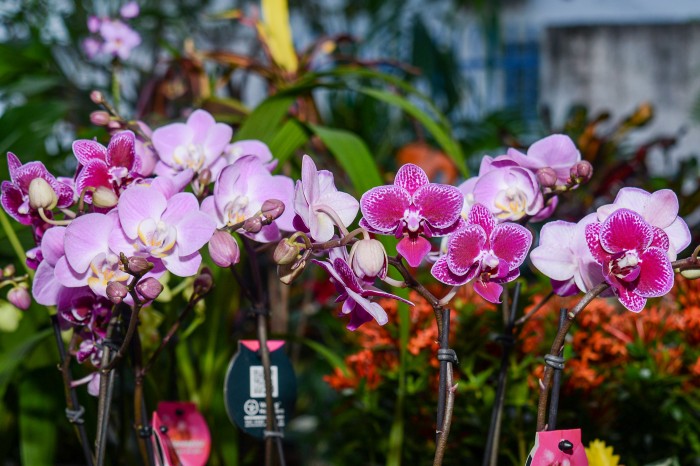 6° Feira Jardim Encantado acontece neste fim de semana em Taquaruçu - Fotógrafo:Regiane Rocha/Secom Palmas