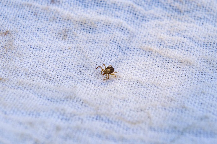 A febre maculosa é uma doença infecciosa transmitida pela picada de carrapatos infectados - Fotógrafo:Luciana Pires/Secom Palmas