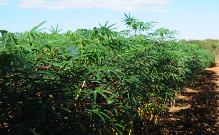 Evento que será realizado no município de Brasilândia, na Chácara Nascer do Sol, contará com a participação dos produtores, técnicos, professores, lideranças e autoridades - Foto: Seagro/Governo do Tocantins