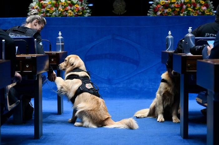O PL 80/2023 assegura direitos básicos dos animais e determina punição a quem atentar contra sua integridade - Foto: Edilson Rodrigues/Agência Senado