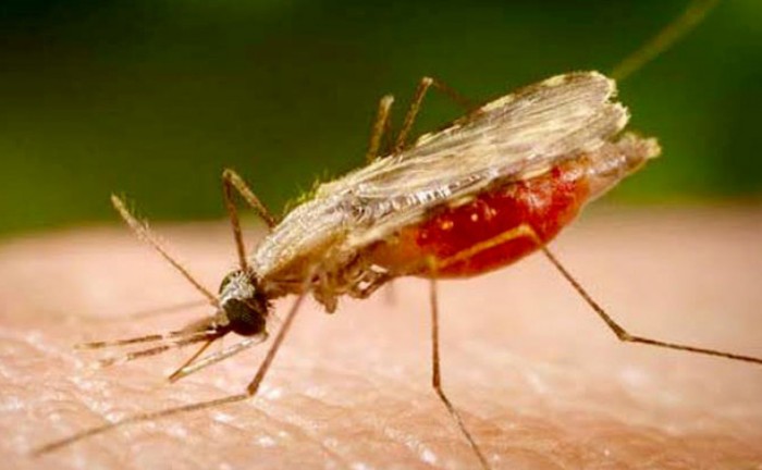 Capacitação atualizará os profissionais sobre as doenças tropicais negligenciadas - Foto: Divulgação