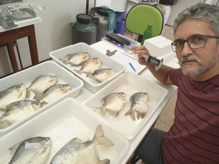 Nova espécie é encontrada nos rios Tocantins e Araguaia - Fotógrafo:Arquivo pessoal do Anderson