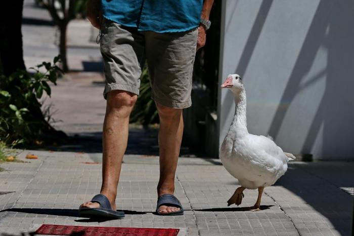 Martins e a gansa Juju em uma das caminhadas pelas ruas de Santa Maria Lauro Alves / Agencia RBS
