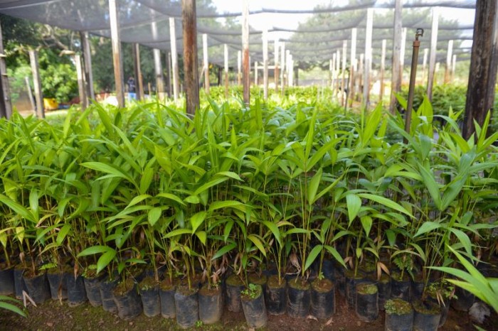 Prefeita Cinthia vai doar mudas de árvores para incentivar a população a participar de projetos de arborização no Dia da Árvore - Fotógrafo:Lia Mara