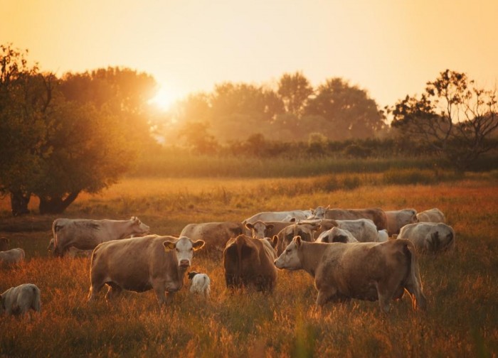 Até os animais sofrem com as temperaturas excessivas. O estresse térmico é um dos fatores limitantes para produção de carne de alta qualidade