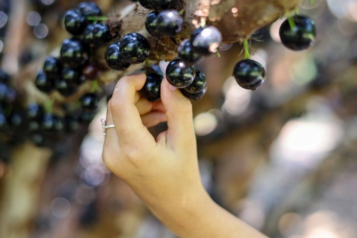 Durante o evento é possível visitar os pomares e colher o fruto direto no pé. - Fotógrafo:Luciana Pires/Secom Palmas