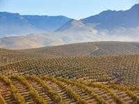 Azeites de Oliva da Espanha