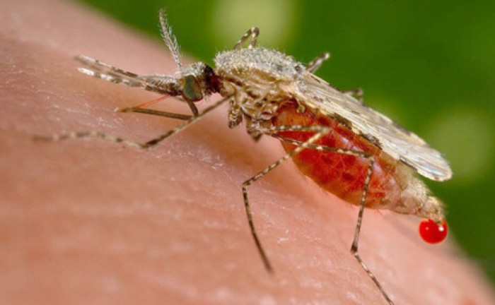 População deve ficar atenta aos cuidados de prevenção aos casos de malária no Tocantins - Foto: Divulgação