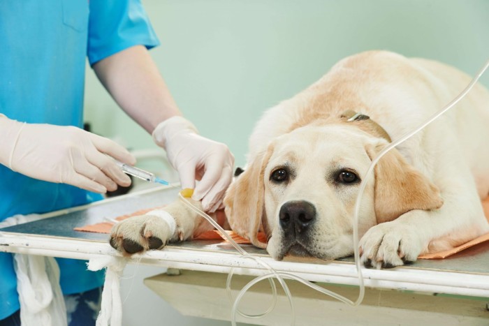 Dogsmonthly / Yandex