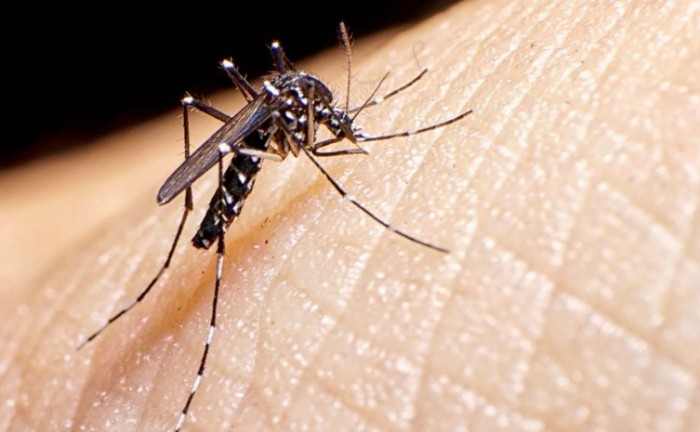 No Tocantins, a data marca a semana de atividades para controle das doenças transmitidas pelo vetor Aedes aegypti - Foto: Raiza Milhomem/Semus Palmas