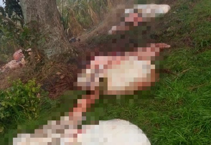 Foto: WhatsApp de ouvinte