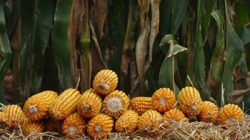 Cultivares de milho (foto) e sorgo estão disponíveis aos produtores com subsídio de 28% - Foto: Fernando Dias/Ascom Seapdr