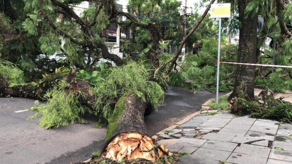 Árvores caídas após temporal em Porto Alegre — Foto: RBS TV/Reprodução