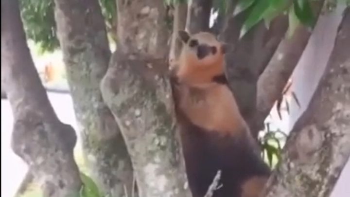 Tamanduá-de-colete apareceu em área urbana de São Miguel do Oeste (Foto: Divulgação, Instagram, @biologo.jacksonpreuss)