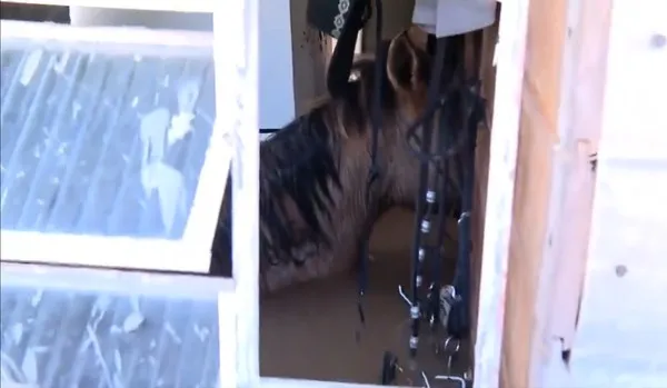 Dois cavalos estavam presos no interior de uma casa, em Canoas — Foto: Reprodução/ TV Globo