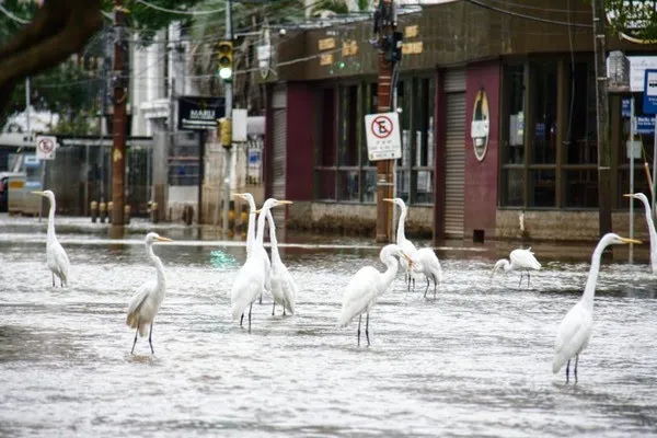 Garça com peixe no bico em Porto Alegre — Foto: Jennifer Domeneghini