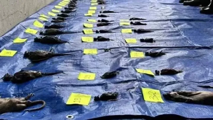 Foto: Polícia Civil