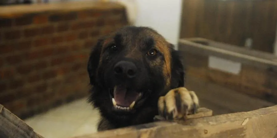 Estrutura irá abrigar até 2 mil animais de estimação | Foto: Camila Cunha