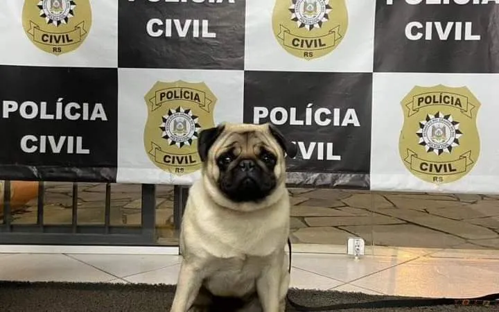 Pug foi recuperado e devolvido para a família na noite de quinta-feira (27) Foto: Polícia Civil