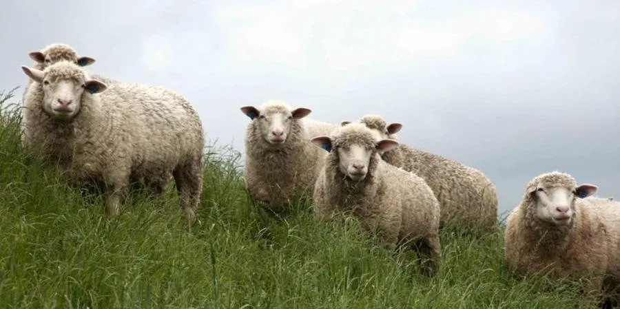 Objetivo é desenvolvimento socioeconômico, melhorar rebanhos e qualidade da carne e da lã | Foto: Fernando Dias / Seapi Divulgação / CP