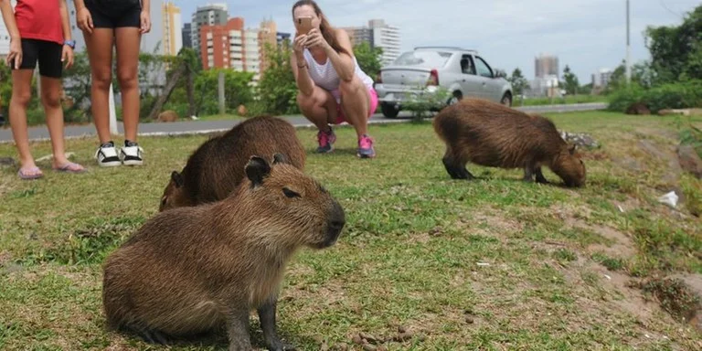 Presença dos animais na beira do Rio Mampituba atraiu a atenção de veranistas | Foto: Mauro Schaefer