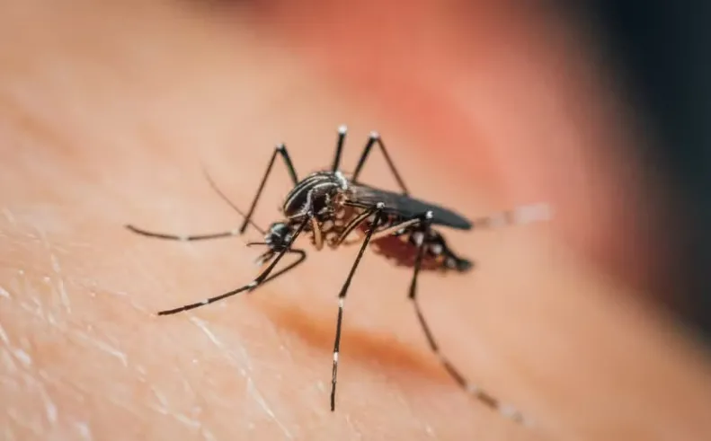 Dengue é causada pela picada do mosquito Aedes aegypti — Foto: Banco de imagens