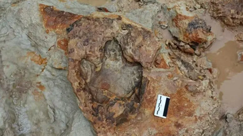 Rocha inédita mostra pegada de dinossauro em relevo — Foto: Acervo da pesquisa/Divulgação.